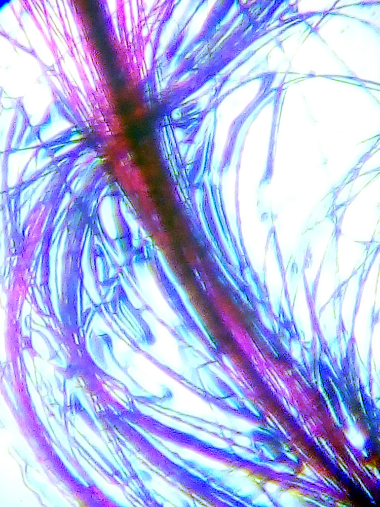 Слайд из набора для опытов Levenhuk под микроскопом Levenhuk LabZZ MT2