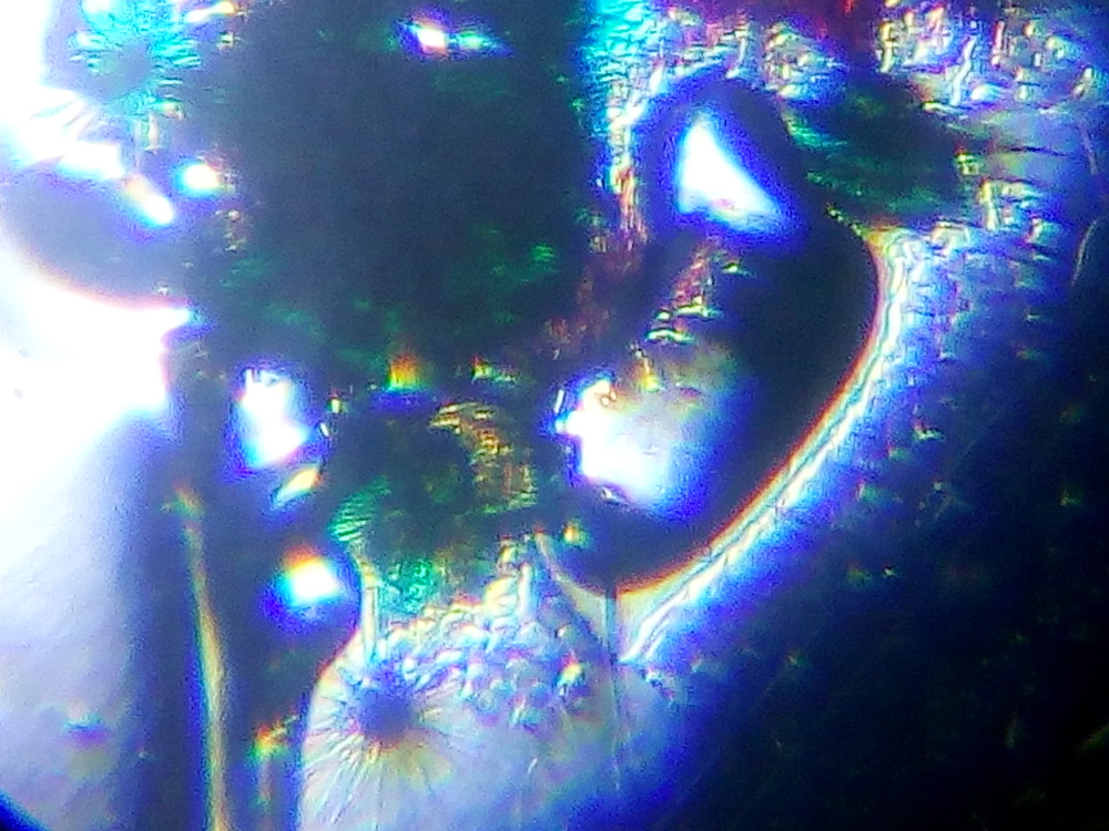 Слайд из набора для опытов Levenhuk под микроскопом Levenhuk LabZZ MT2