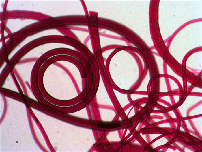 Кошачья шерсть под микроскопом