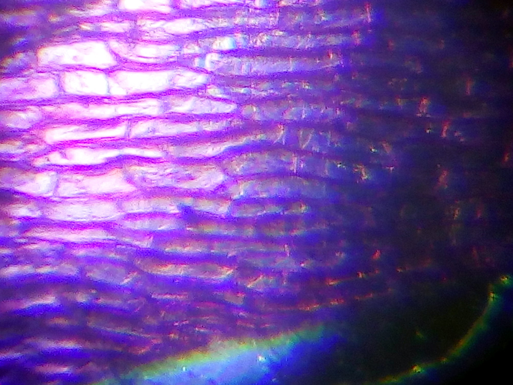 Слайд из набора для опытов Levenhuk под микроскопом Levenhuk LabZZ MT2