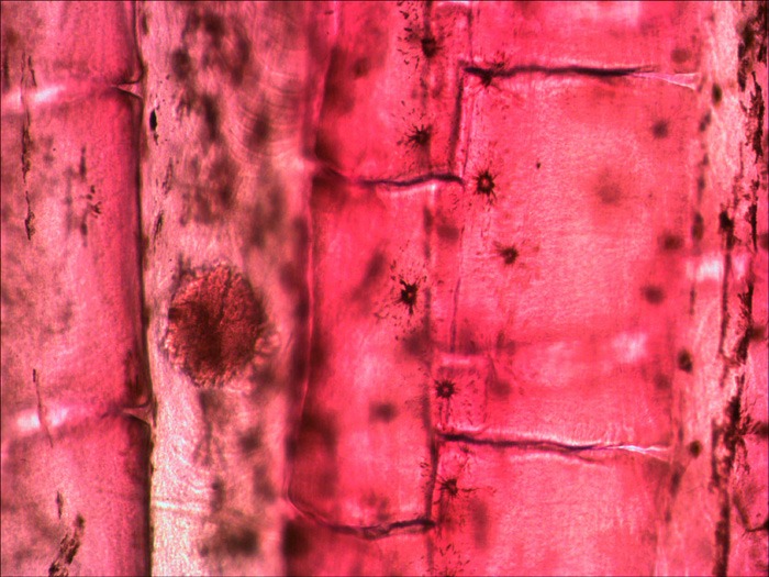 Плавник рыбы под микроскопом