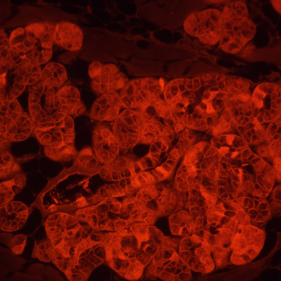 Микроскоп люминесцентный инвертированный MAGUS Lum V500L изображение