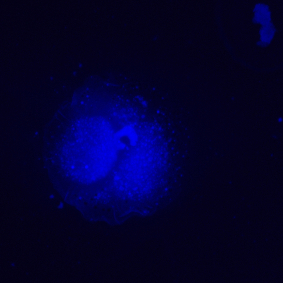 Микроскоп люминесцентный инвертированный MAGUS Lum V500L фотография