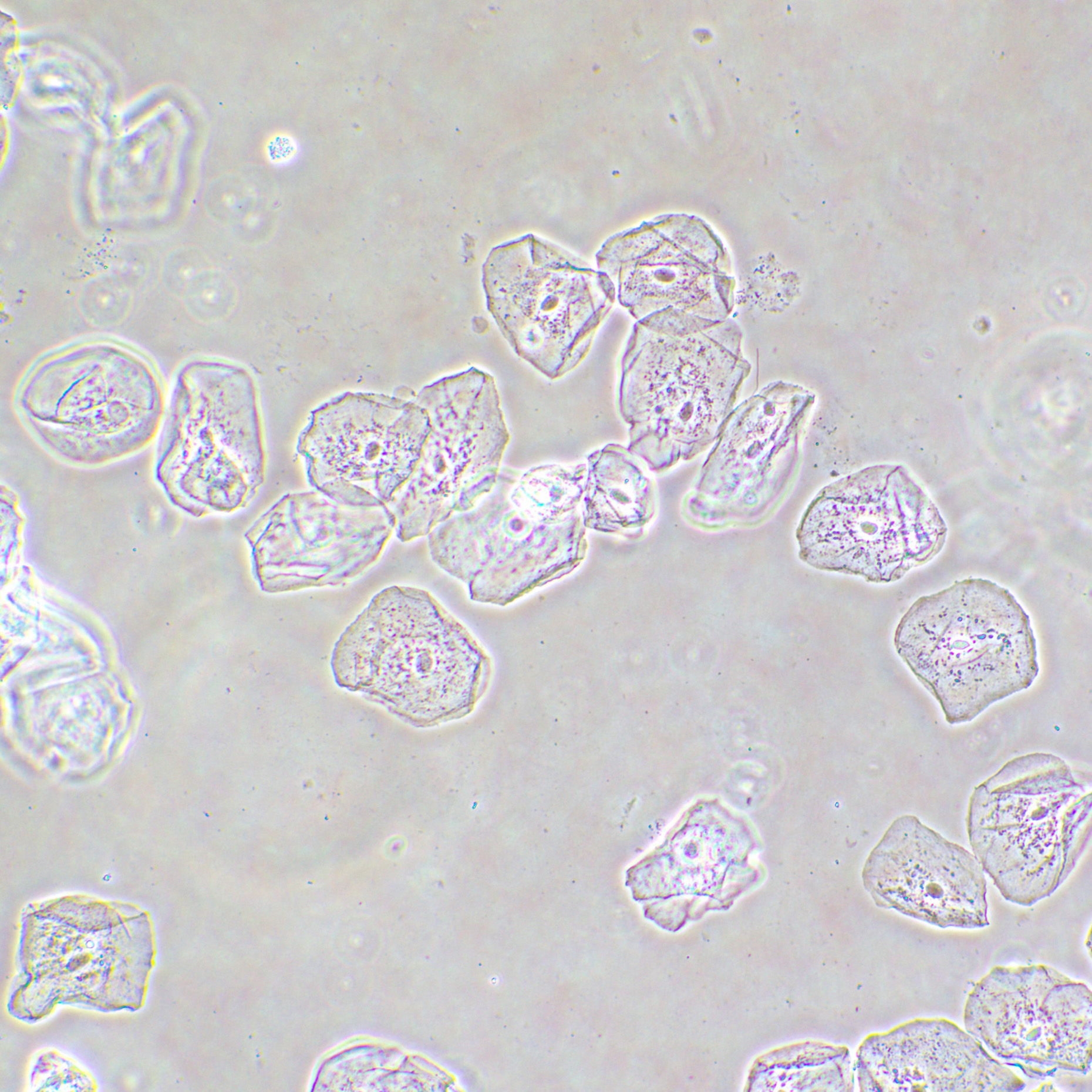 Фазово-контрастное устройство MAGUS SPH2 изображение