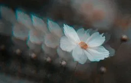 Фильтр-калейдоскоп – аксессуар для самых необычных фото