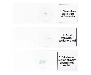 Набор микропрепаратов Levenhuk Discovery Prof DPS 5. «Биология», изображение 6