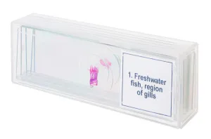 Набор микропрепаратов Levenhuk Discovery Prof DPS 5. «Амфибия», изображение 4