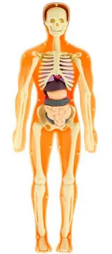 Исследовательский набор-конструктор ND Play «Строение тела» 6+, изображение 9