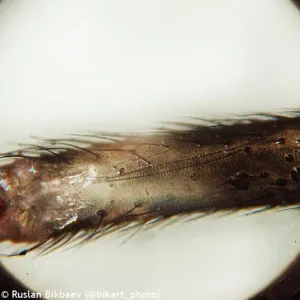 Микроскоп Levenhuk Rainbow 50L PLUS, изображение 26