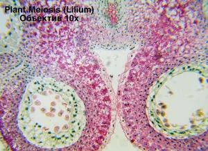 Видеоокуляр ToupCam 5,1 Мпикс (UCMOS05100KPA), изображение 4