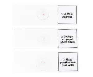 Набор микропрепаратов Levenhuk Discovery Prof DPS 5. «Жизнь в капле воды», изображение 6