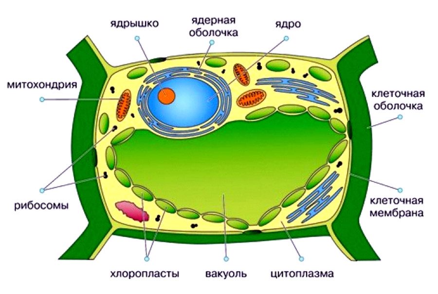 Особенности строения животной клетки • Биология, Животные • Фоксфорд Учебник