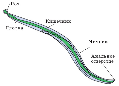 Как вывести глисты — блог медицинского центра ОН Клиник